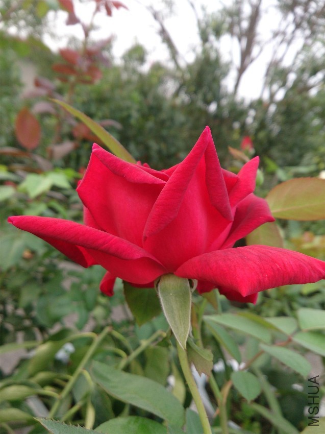 DSC_1071.JPG