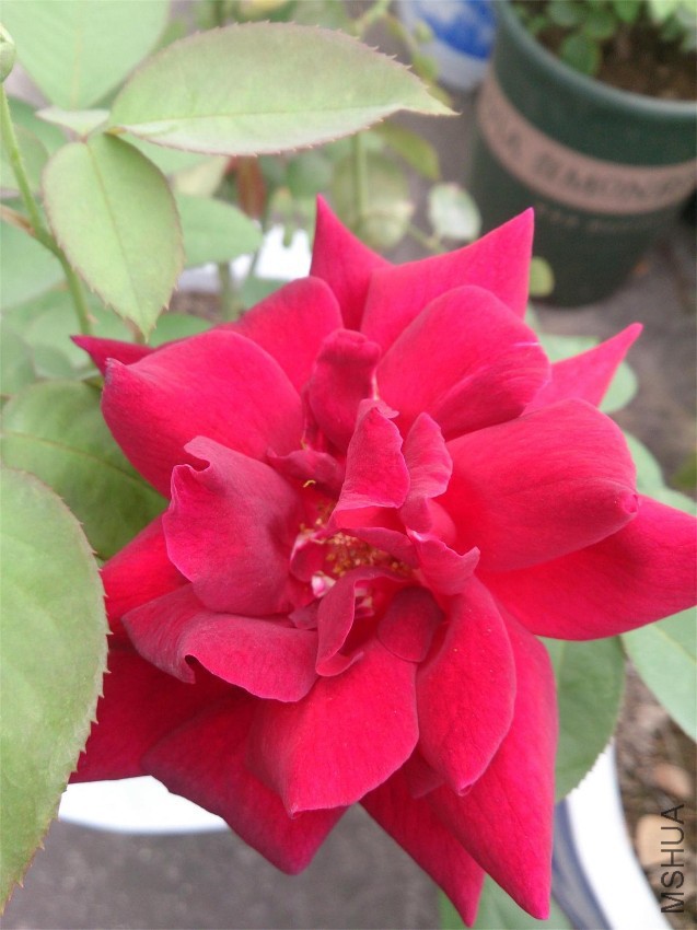 DSC_1089.JPG