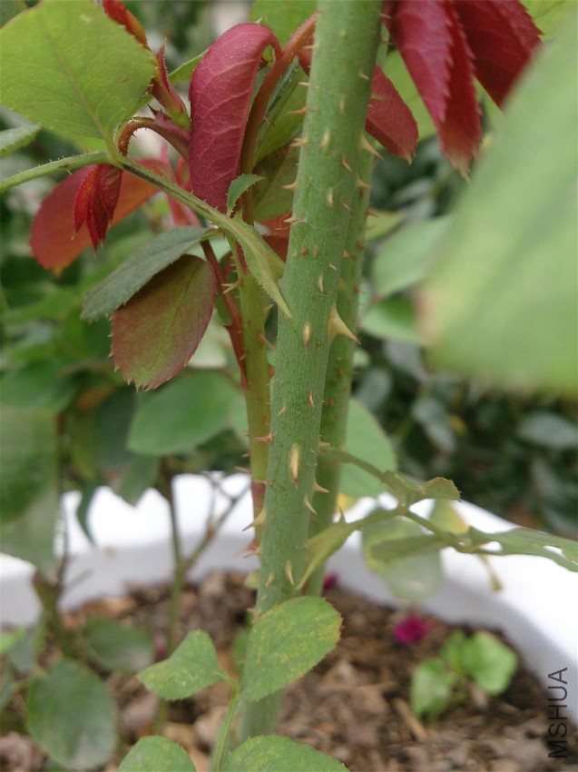 DSC_1094.JPG