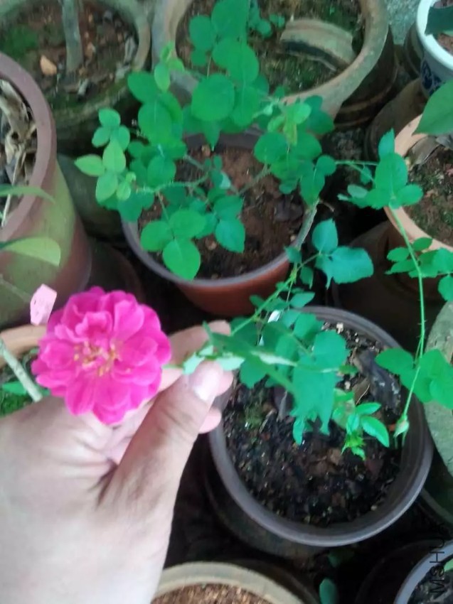 2345_image_file_copy_4.jpg