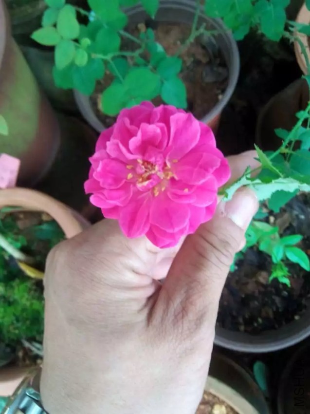 2345_image_file_copy_5.jpg