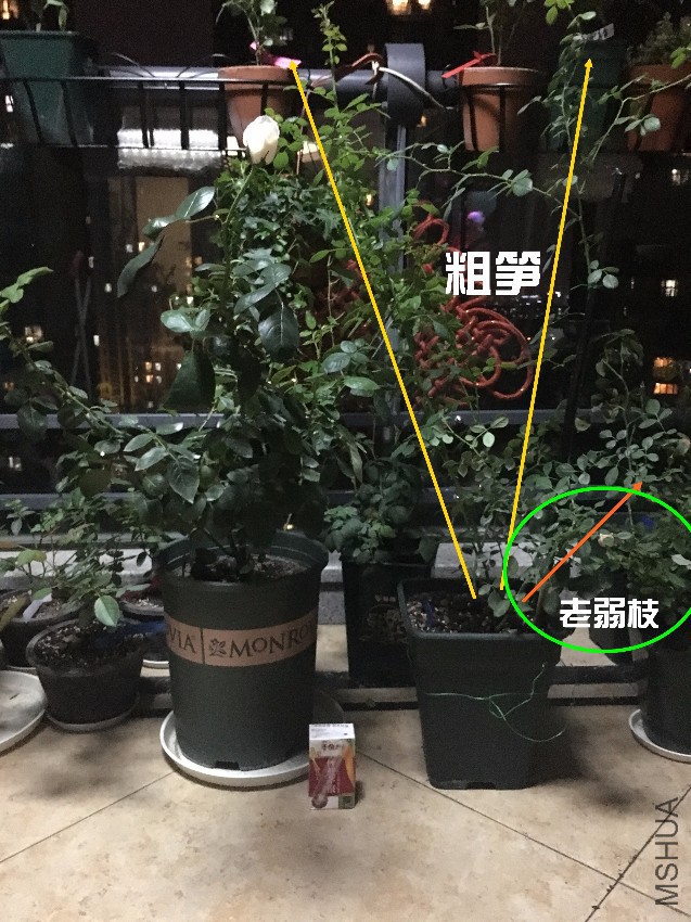 528989453492361333_����.jpg