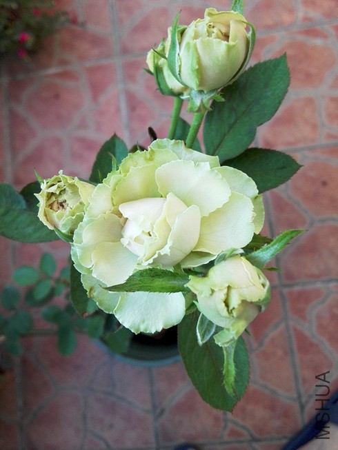ͼƬ03.jpg