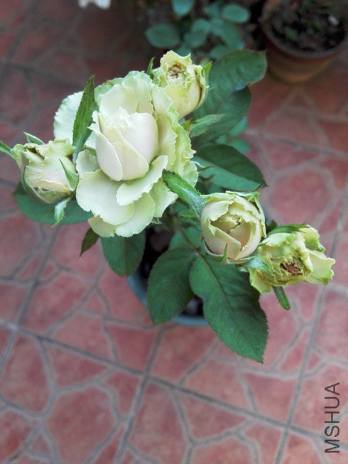 ͼƬ04.jpg