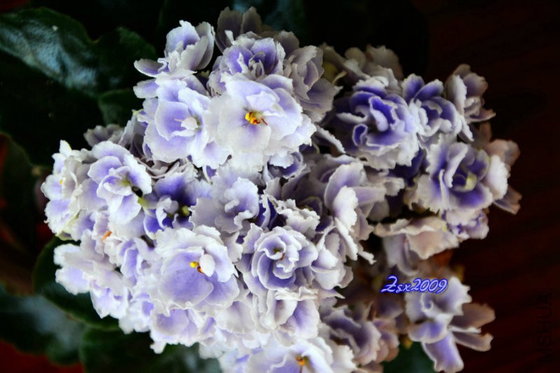 DSC_0907.JPG