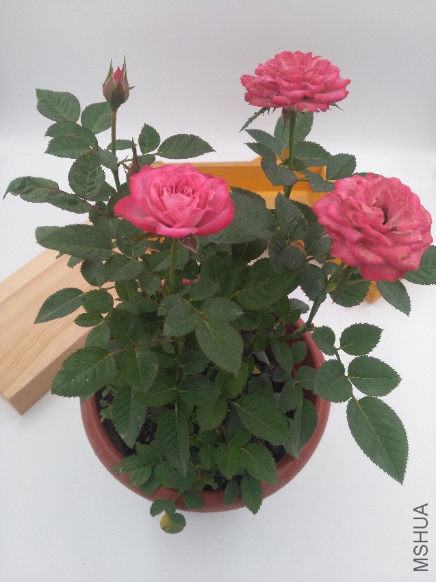IMG_20160919_163649.jpg