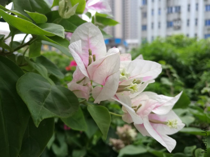 IMG_20160918_070504.jpg