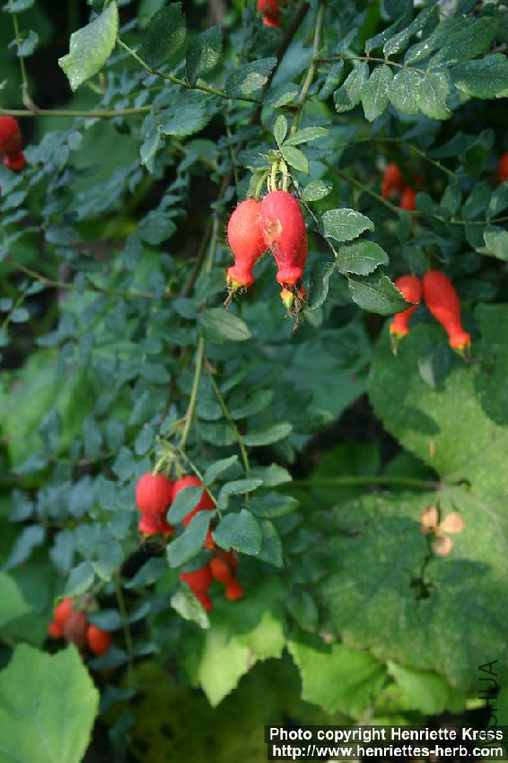 d05_8711_rosa-moyesii-x-sweginzowii.jpg