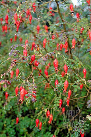 MHJ7418_ROSA_MOYESII_GERANIUM_AGM_HIPS_IN_AUTUMN.jpg