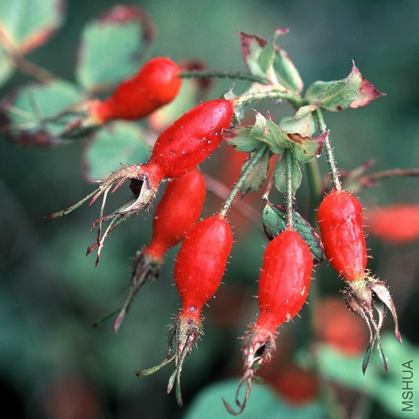 R_Davidii_2_1.jpg