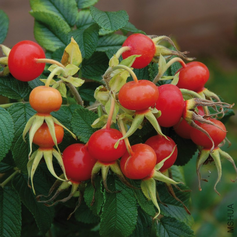 R_Rugosa_Alba_3_1.jpg