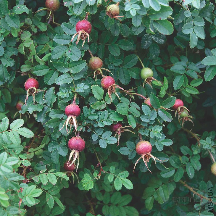 Rosa_pimpinellifolia_2007_4104_q.jpg