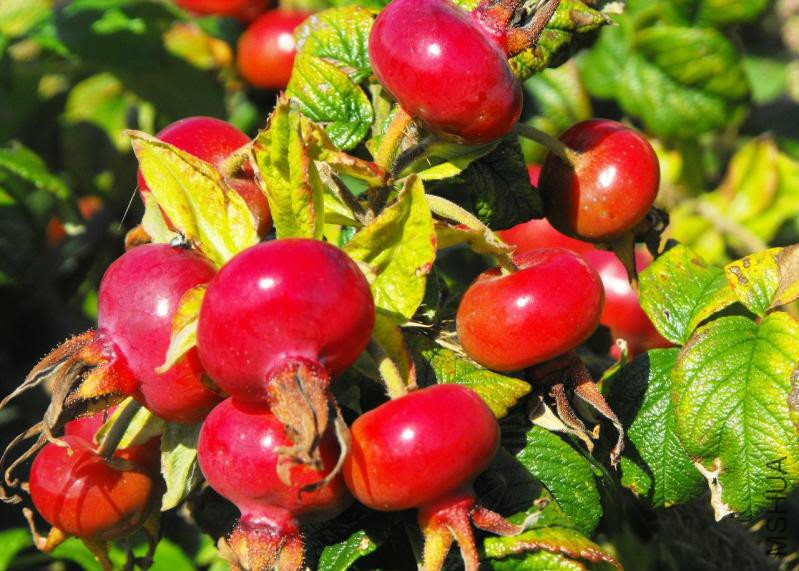 rugosa-rose-hips-pb.jpg
