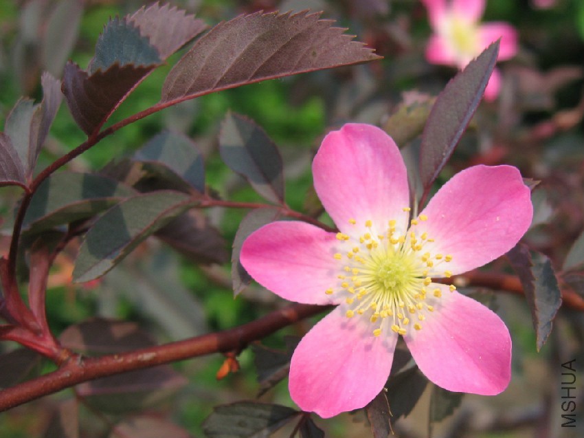 Flower_of_Rosa_glauca_01.jpg