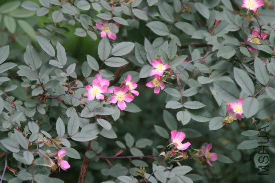 Rosa_glauca_img_2726.jpg