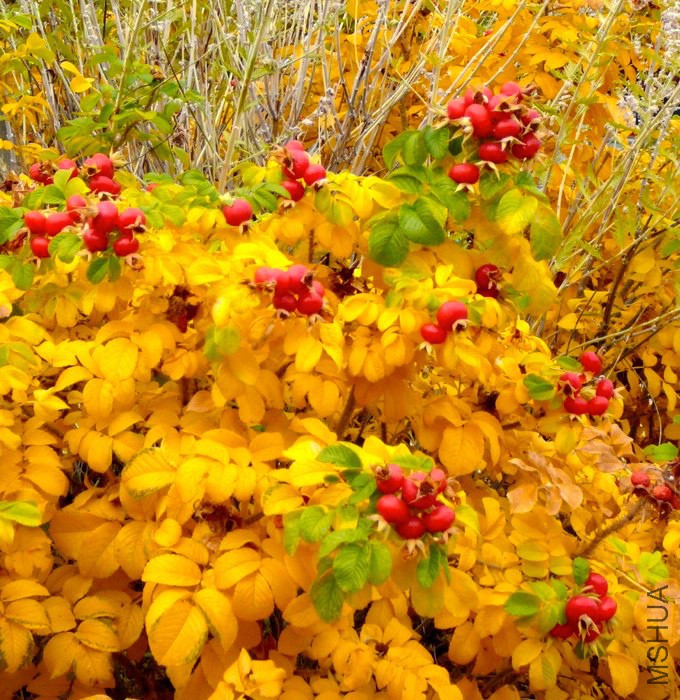 hansa-rugosa-rose.jpg