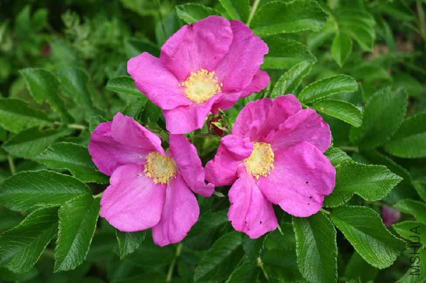 rosa-rugosa-7_helene-nyegaard-hvid.jpg