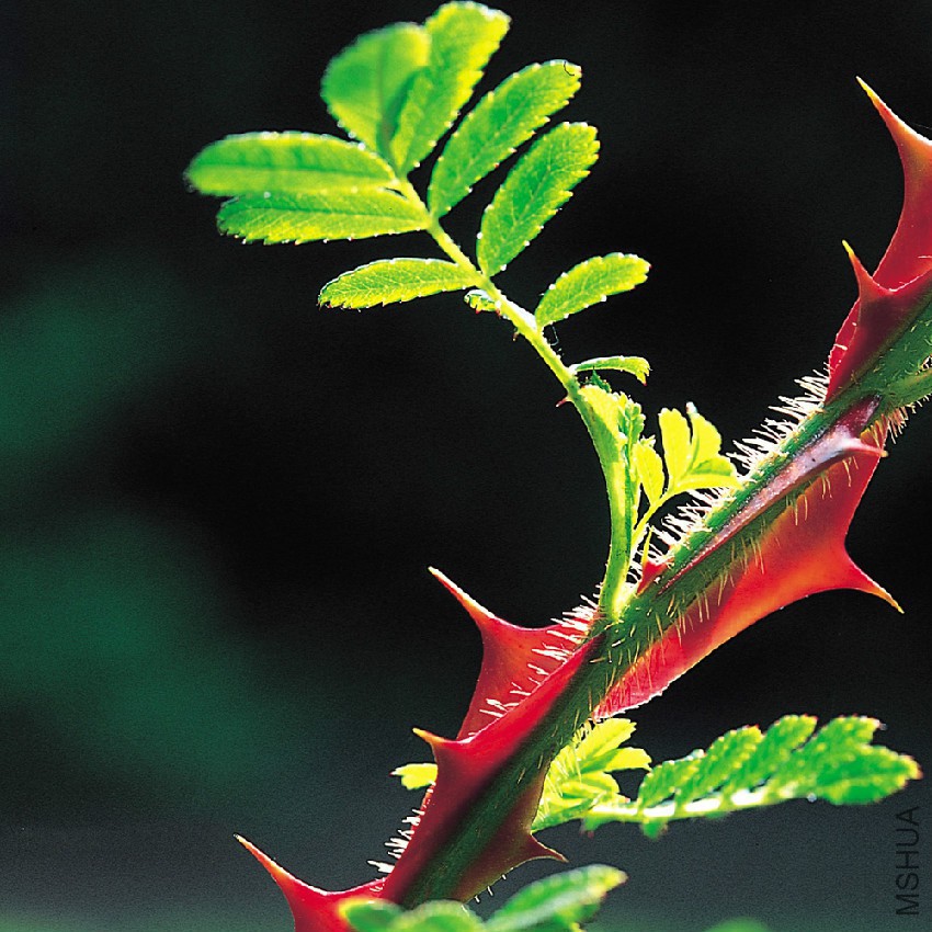 R_Sericea_Pteracantha_1_1.jpg