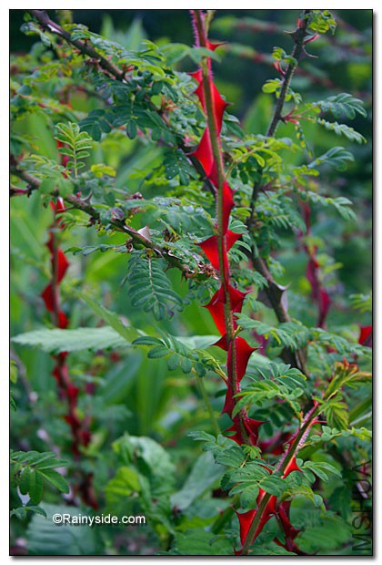 Rosa_sericeaThorns061005_2.jpg