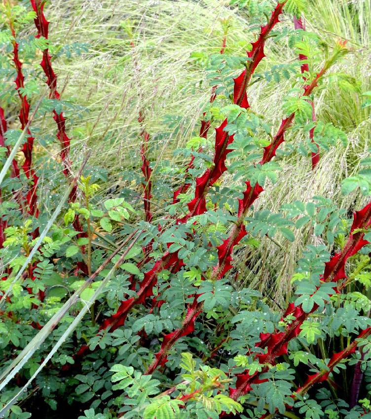 Wingthorn Rose b.JPG