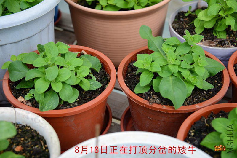 ��Ƭ 003_����.jpg