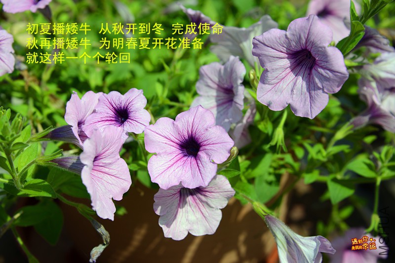 ��Ƭ 006_����.jpg