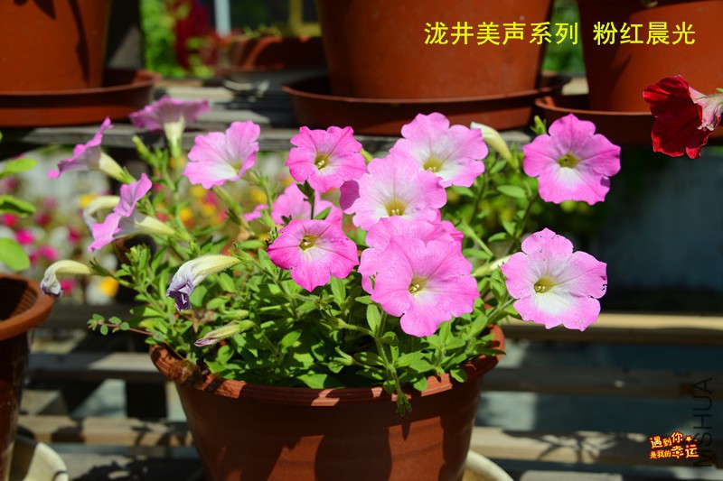 ��Ƭ 007_����.jpg