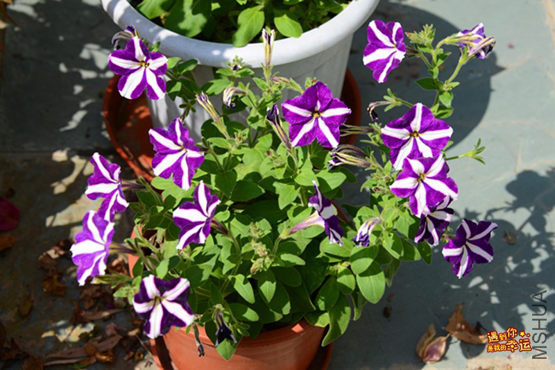 ��Ƭ 016_����.jpg