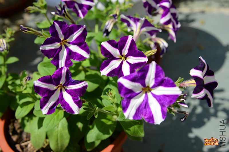 ��Ƭ 018_����.jpg