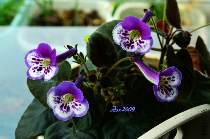 DSC_1257.JPG