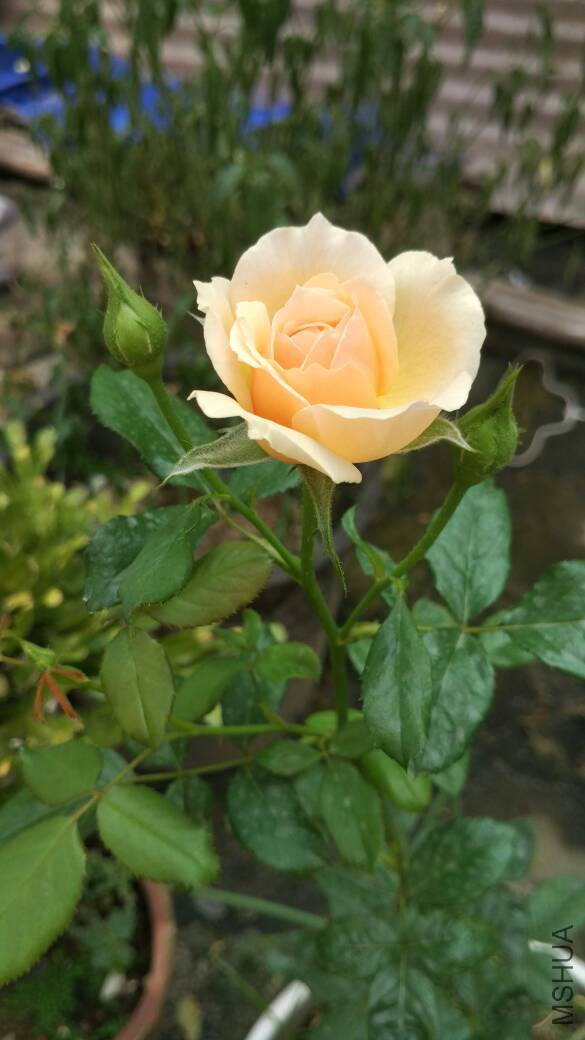 010759ode3594v49xxss5v.jpg
