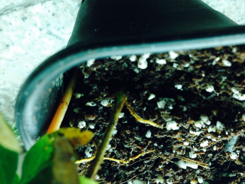 ���Ǹ���������Ƥû����