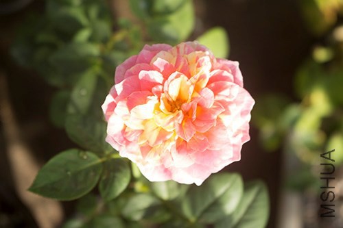 IMG_2134jpg0921.jpg