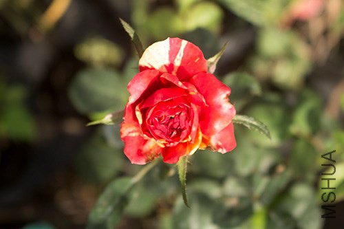 IMG_2137jpg0921.jpg