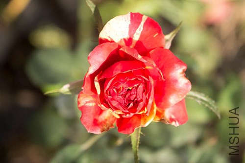 IMG_2135jpg0921.jpg