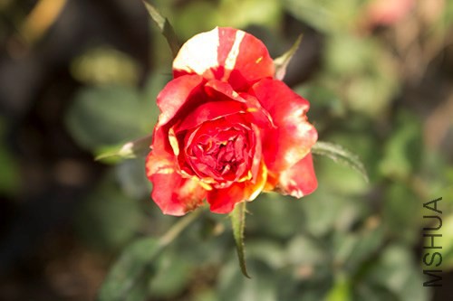 IMG_2136jpg0921.jpg