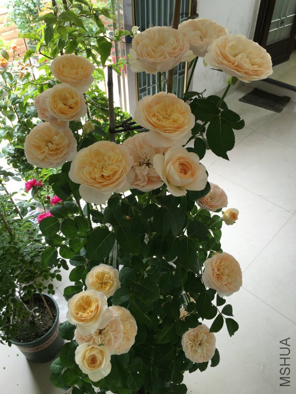 250121DB96823CC3F566504D1223E196.png