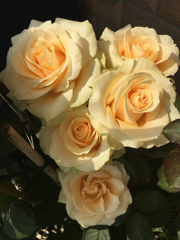 151207080EAFB477FA22430CC675FD61.png