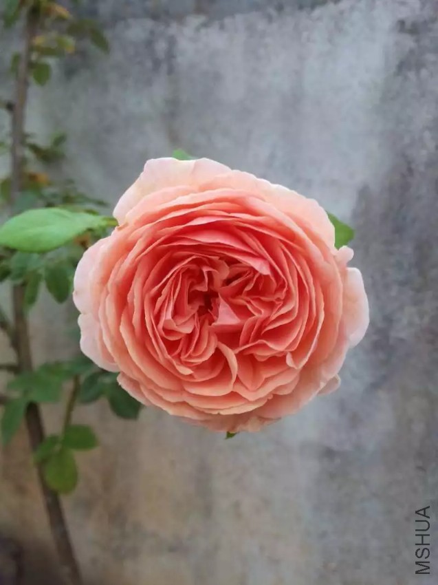 2345_image_file_copy_4.jpg