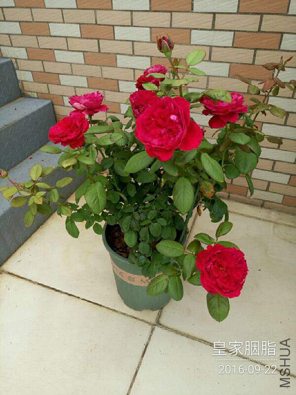 090651piqiysbqtwgsiiqd.jpg