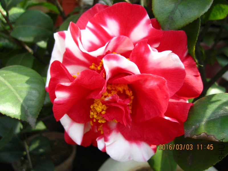 IMG_7274.JPG