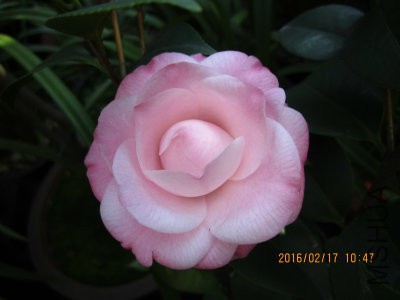 IMG_7123_编辑.jpg
