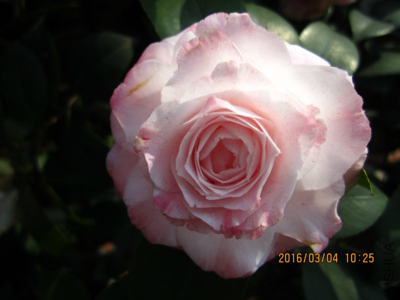 IMG_7285.JPG