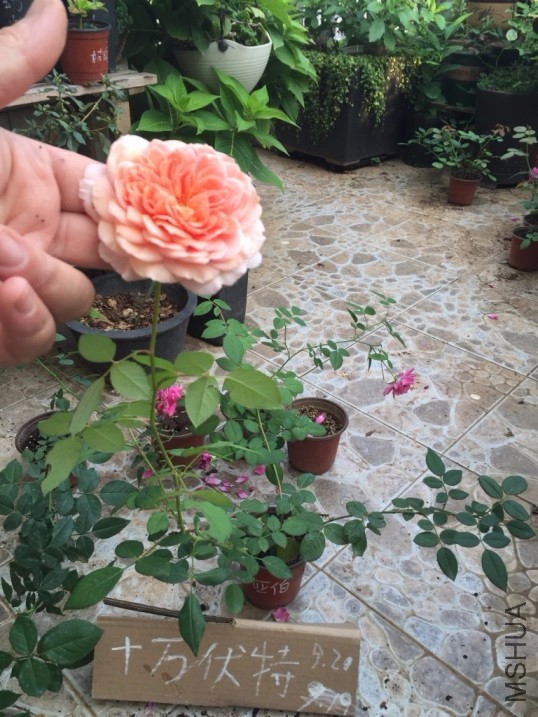 IMG_4510.JPG