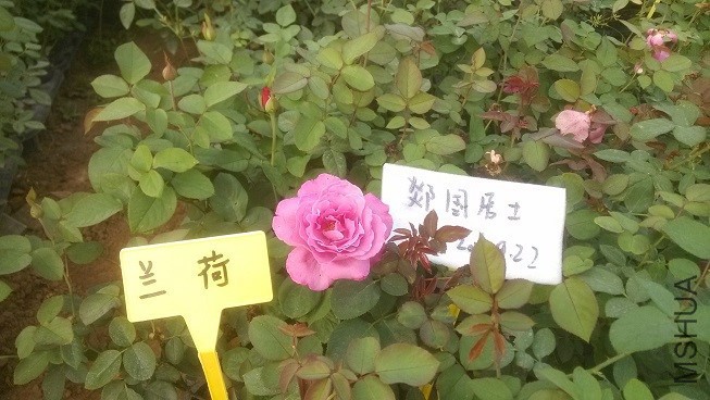 IMG_20160922_170946.jpg