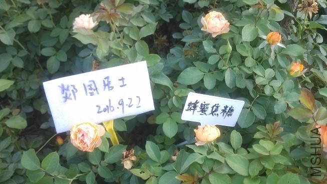 IMG_20160922_171038.jpg