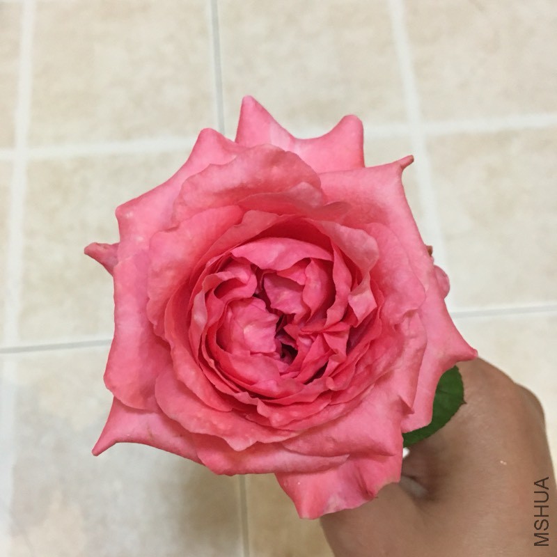 195031qyh4097z95f4gysf.jpg
