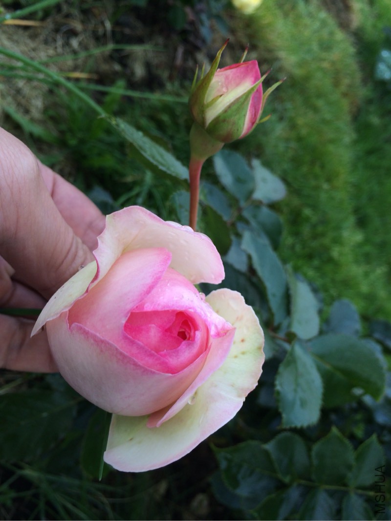 055551s5py9fg55cyf3y33.jpg