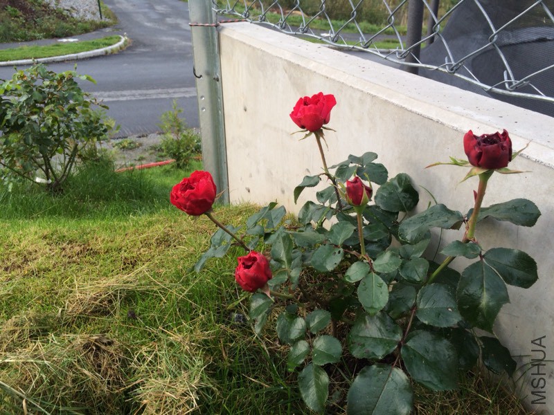 055553scsnen8ps0vmspss.jpg