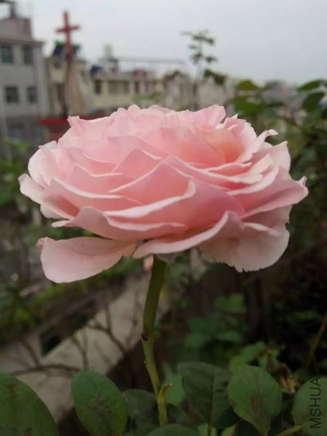 2345_image_file_copy_5.jpg